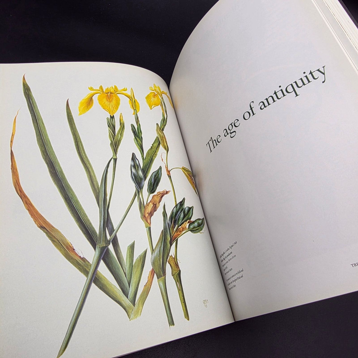 Treasures of Botanical Art — photo 6