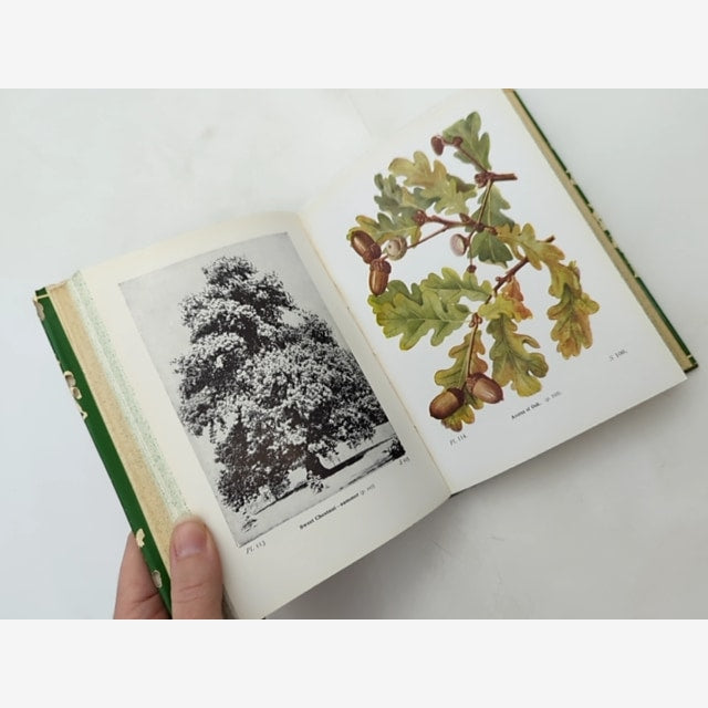 Wayside And Woodland Trees by Edward Step (Hardcover, 1964) Botany — photo 3